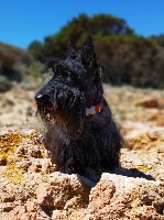 Étalon Scottish Terrier - Jojoba-jadore of Nice Moon Story