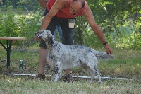 Étalon Setter Anglais - Halma De Bernacaille