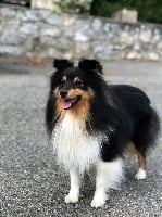 Étalon Shetland Sheepdog - Maiko black de Kertanhyys