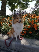 Étalon Shetland Sheepdog - Ollie my pretty lady Des Elfes Du Bois De Boll