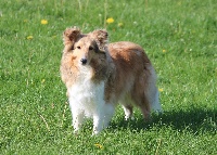 Étalon Shetland Sheepdog - Jynn Des petites fées des sables