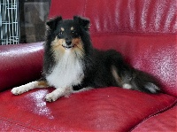 Étalon Shetland Sheepdog - Or noire des bergers de la plaine