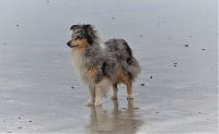 Étalon Shetland Sheepdog - Pathways To Avalon Ice blue