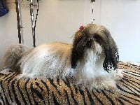 Étalon Shih Tzu - Ornella Des Canailles De Boubou