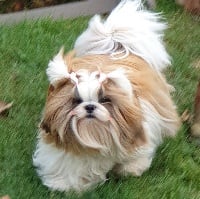 Étalon Shih Tzu - Ortense Le palais de bhagavan