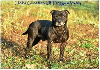 Étalon Staffordshire Bull Terrier - Hell's guardian of froggy's valley