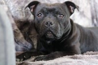 Étalon Staffordshire Bull Terrier - Naala Des Terres D'Hellah