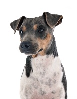 Étalon Terrier Bresilien - Rio do jardim imbui