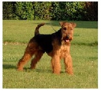 Étalon Welsh Terrier - CH. Goupil (Sans Affixe)