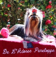 Étalon Yorkshire Terrier - Nastasia de L'Adoree Peneloppe