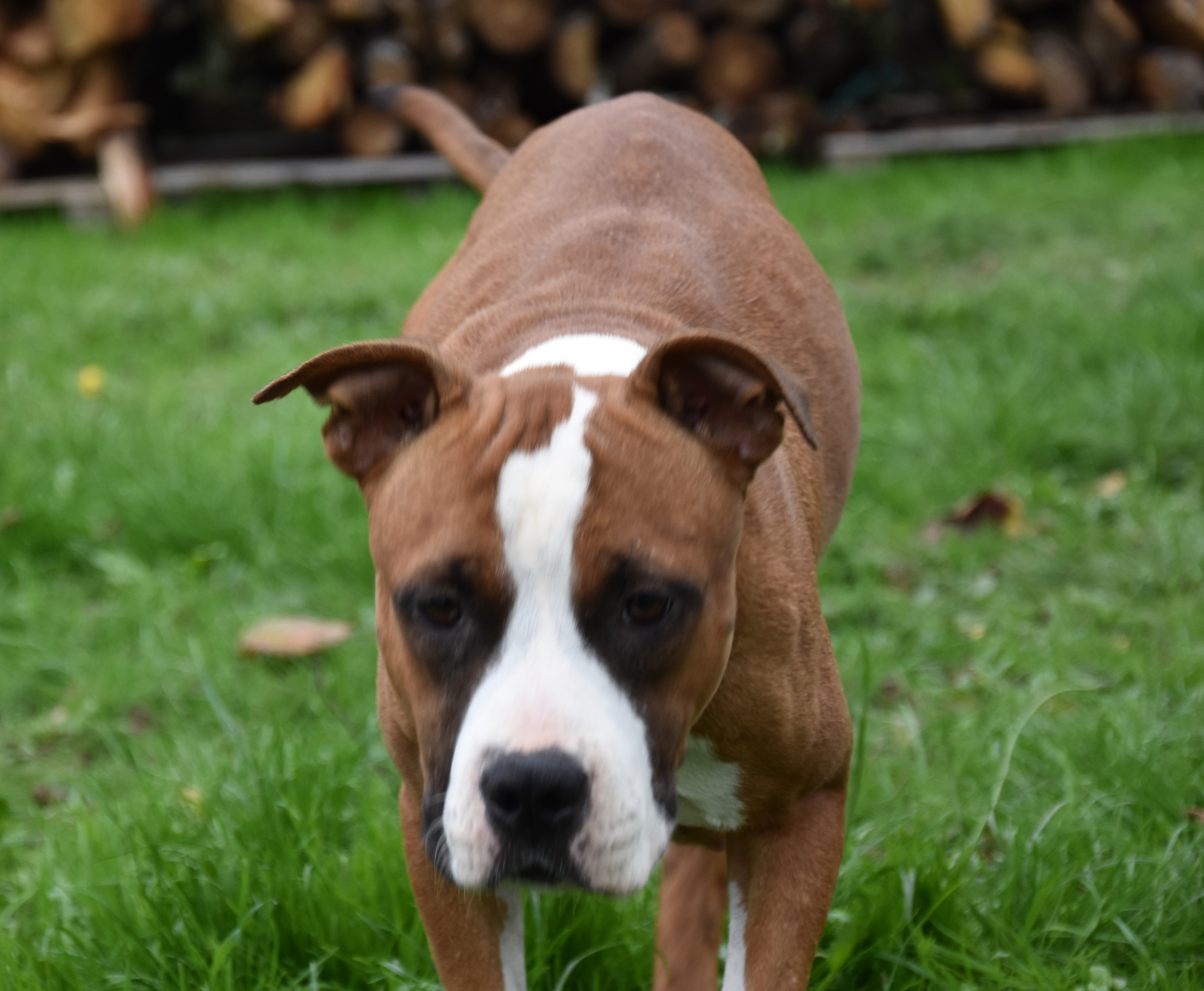 Hardstone's Now or never nora