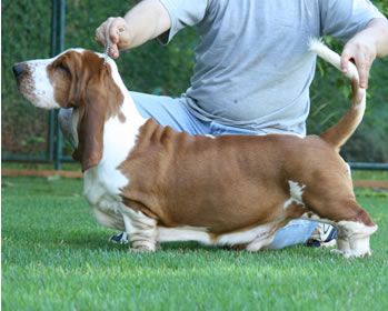 rezihegyi Domper alfa