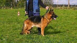 Publication : du repaire du Berger Allemand Auteur : RAYMOND