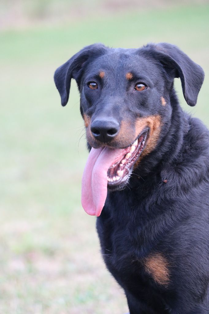 Publication : Of Gold In The Heart Auteur : Maréva RIBES