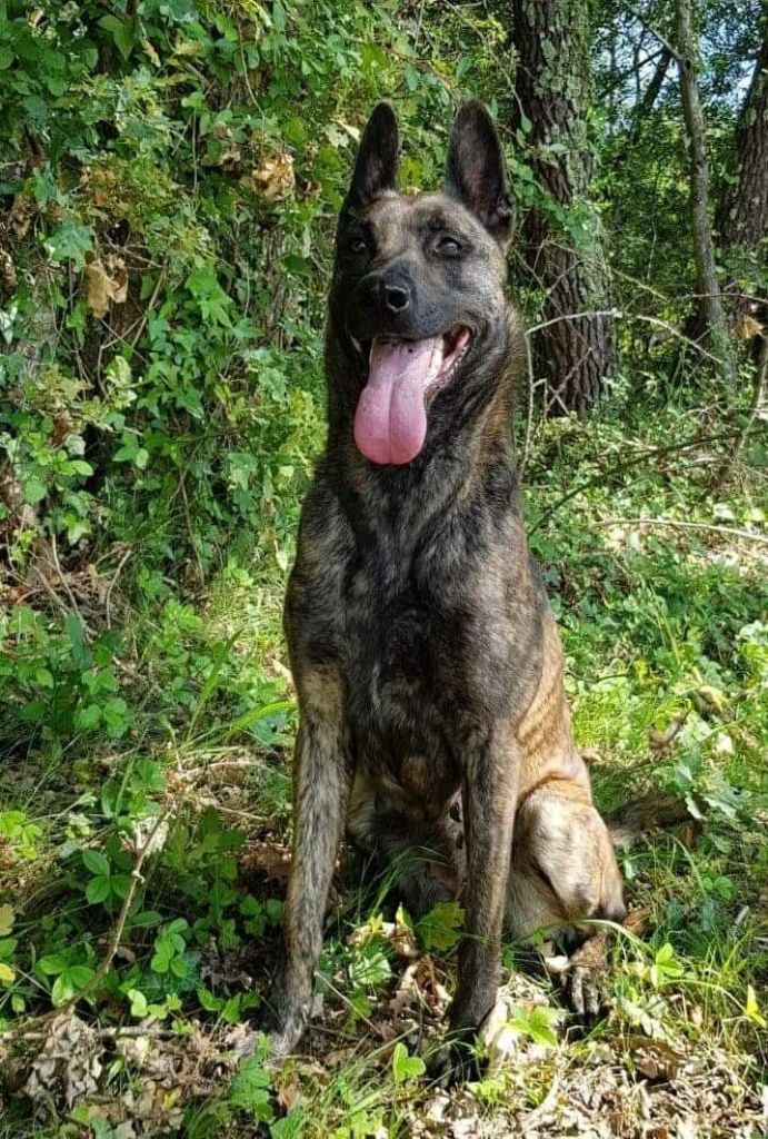 Publication : Du Royaume Des Sept Iles 