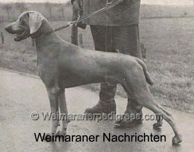 Marko von weissen kreuz