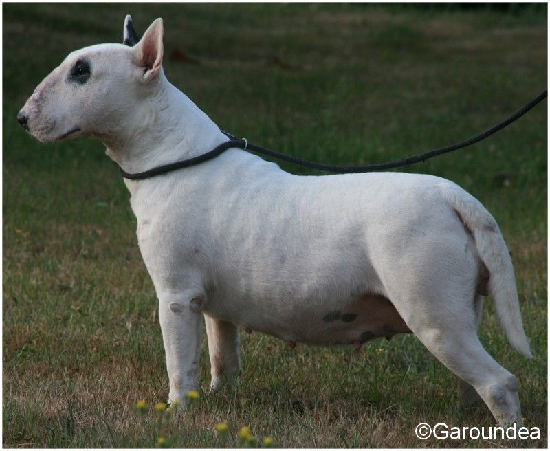Garoundea Harlem nocturne