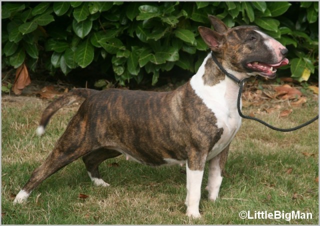 Publication : Of the little big man Auteur : Little Big Man