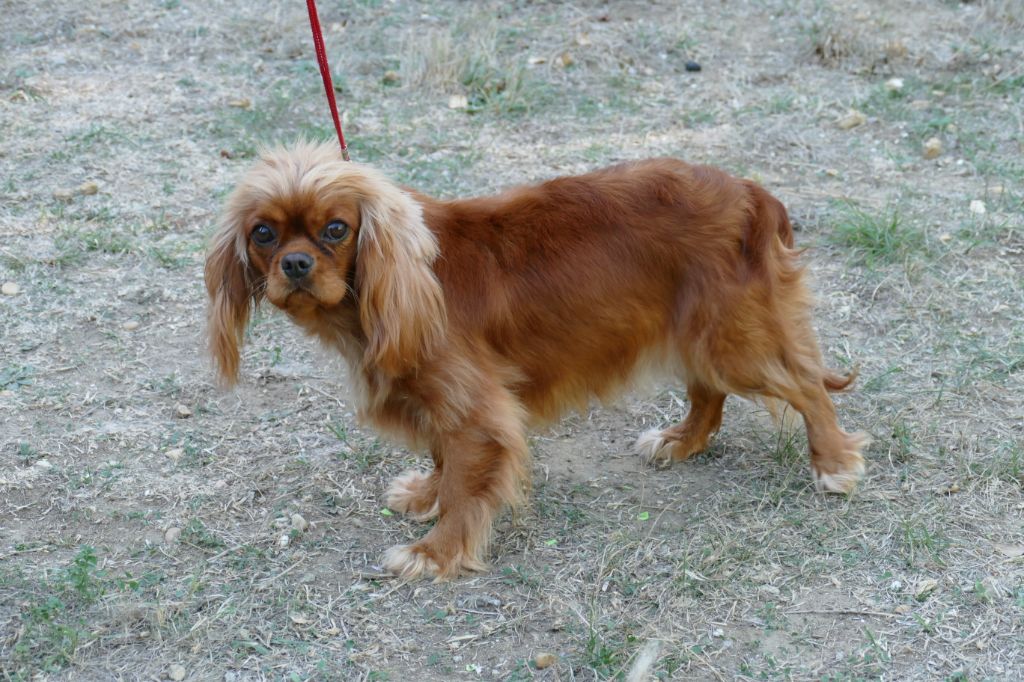 O'ruby Du Temps Des Amazones