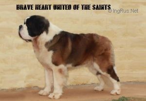 CH. Brave heart united of the saints