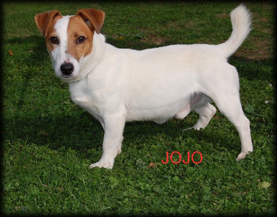 Jojo (Sans Affixe)