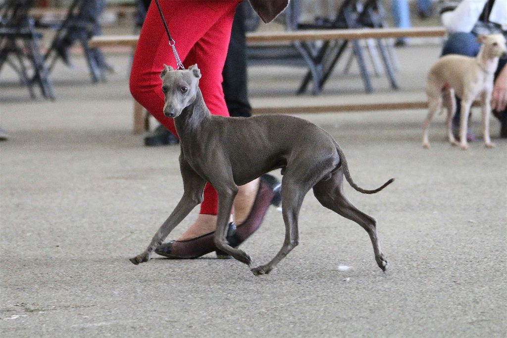 CH. Quventus du chien d'ebène