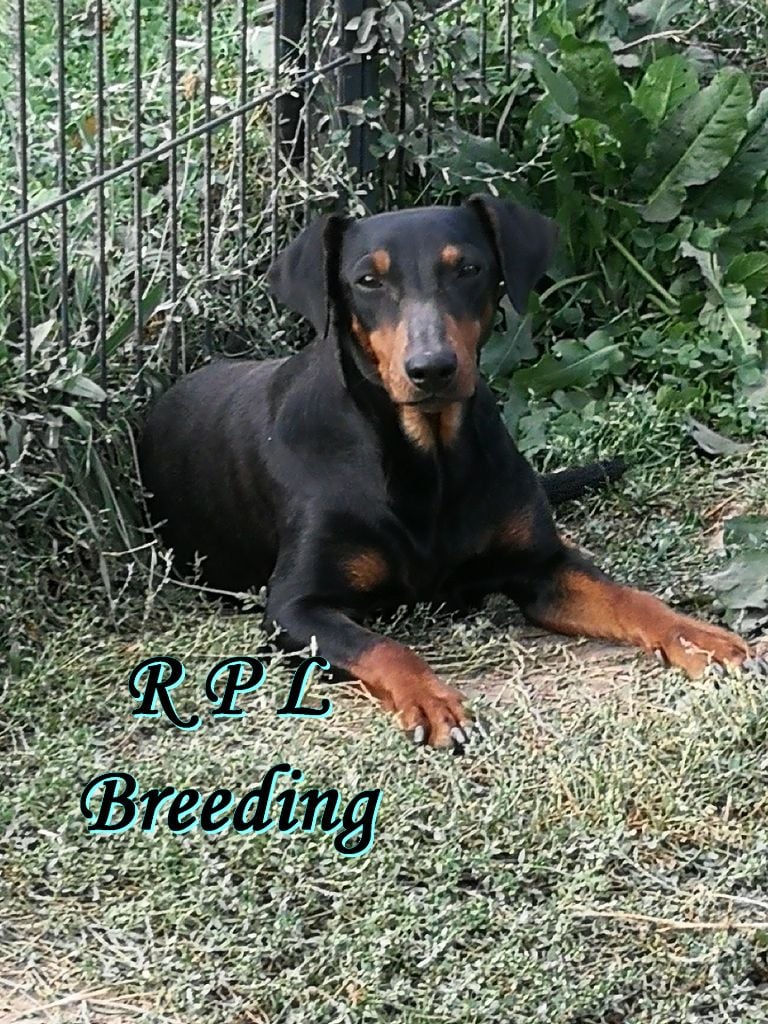 Publication : du Royaume des P'tites Ladies Auteur : RPL Breeding