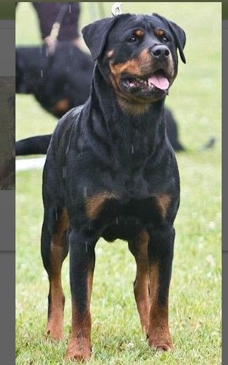 Raja Von der teufelsbrücke