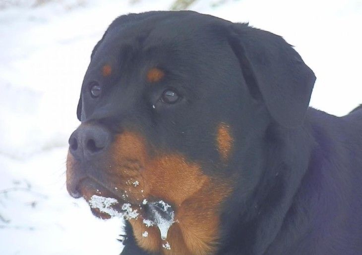 Abby vom hause ronin