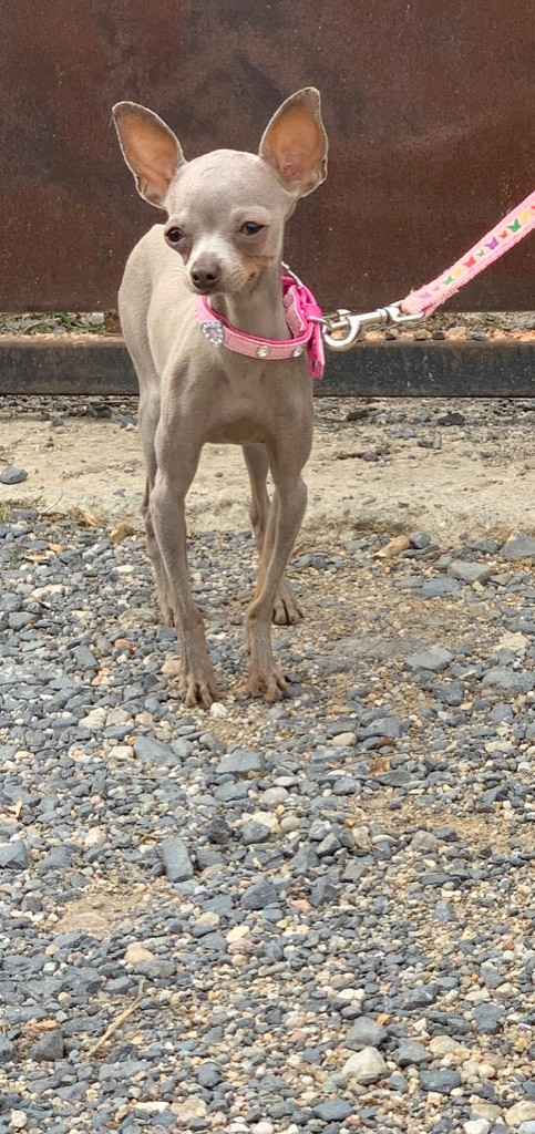 Publication : des guerriers Cathares Auteur : Lhomme