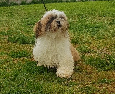 Publication : de l eternel mitness