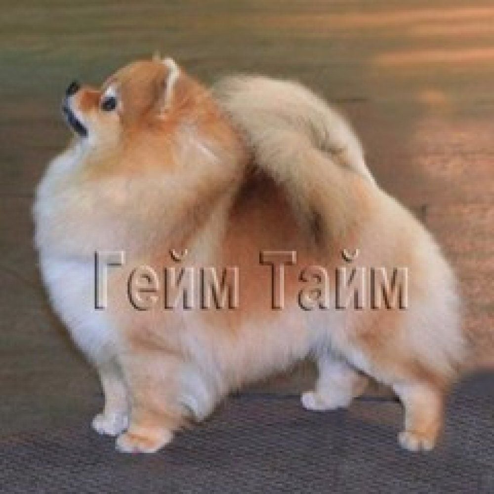 oroslando Kleopatra dlya game time