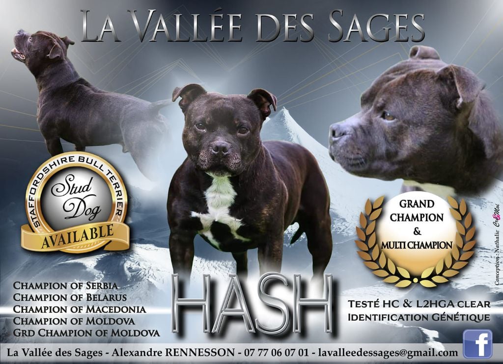 Hash (Sans Affixe)