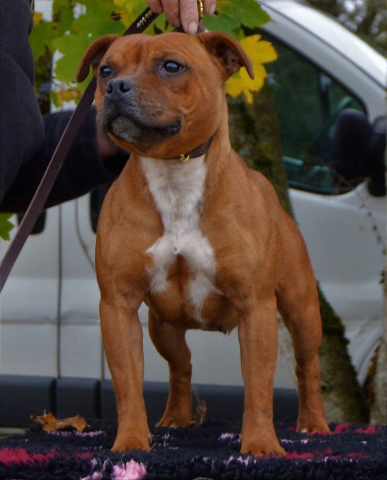 Publication : d'ultime passion Auteur : u.p