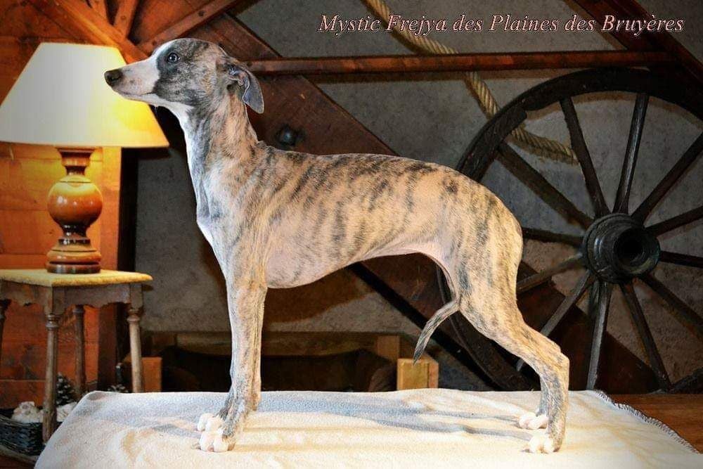 Mythic freyja des plaines des Bruyères