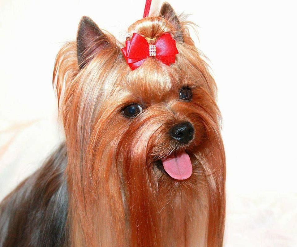 Publication : of Dream Corsica 