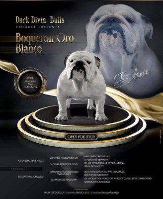 Étalon Bulldog Anglais - boqueron Oro blanco