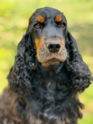 Étalon Cocker Spaniel Anglais - Ogustine (fanny) Des terres froides
