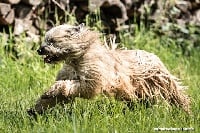 Étalon Berger des Pyrenees à poil long - Iraty du logis aux deux puits