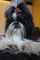 Étalon Shih Tzu - chesvet line Lyumari chilli macho