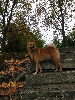 Étalon Spitz Finlandais - (Sans Affixe) Mon chien