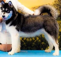 Étalon Alaskan Malamute - Annie of roses vlci z podlesi