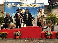 Étalon American Cocker Spaniel - Ohana Du Haut De L'esperance