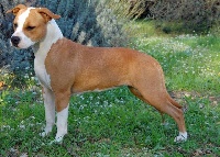 Étalon American Staffordshire Terrier - Hanouchka by diamant rouge de l'Amour Inconditionnel