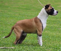 Étalon American Staffordshire Terrier - Pia pause De La Start Edition