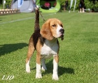 Étalon Beagle - szephegyi szimat Scott