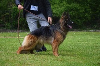 Étalon Berger Allemand Poil Long - Nikita De marka