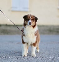 Étalon Berger Australien - Opal Aussie Ohlala oups