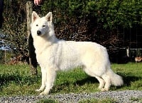 Étalon Berger Blanc Suisse - Nymeria white angel De La Griffe Des Loups D'argent