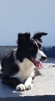 Étalon Border Collie - Juncalas (Sans Affixe)